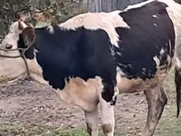 Bull, Simmental cattle — photo 1