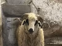 Ovan, Racka sheep — fotografija 8