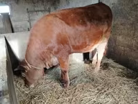 Toro, Simmental cattle — foto 8