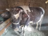 Buqa, Russian Black pied cattle — 7-rasm