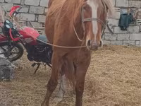 馬（ロット、性別未指定）, Kazakh horse — 写真 1