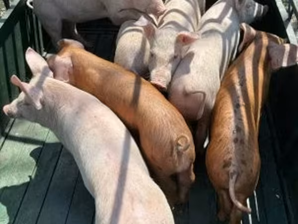 Suínos (lote, sexo não especificado), Porcos — Hungria
