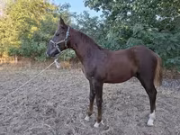 Cavalo, Cavalos — foto 3