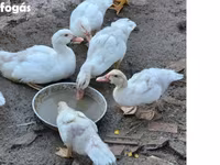 Ducks — 照片 1