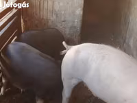 公猪, Pigs — 照片 4