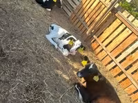 ثور, Russian Black pied cattle — الصورة 2