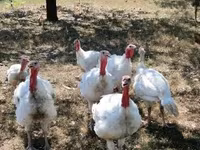 Turkeys — fotografija 4
