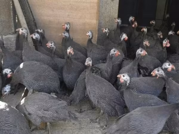 Guinea fowl