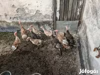 Turkeys — photo 1