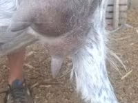 Теке, Alpine goat — 8-сурет