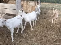 Kozioł, Kozy — zdjęcie 1