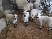 Qoʻchqor, Cerry Hill sheep — 2-rasm