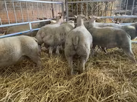 Ovca, Charollais sheep — fotografija 3