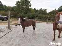 Stute, Hungarian horse breed — Foto 4