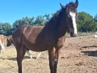 Caballo, Caballos — foto 2