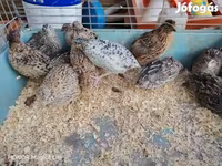 Quails — Foto 5