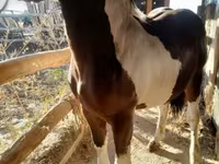 公马, Horses — 照片 3