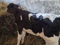 Krava, Russian Black pied cattle — fotografija 1