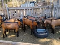 Cabro, Alpine goat — foto 2