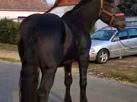 حصان, Friesian — الصورة 2