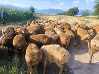 Sheep, Sheep — photo 7