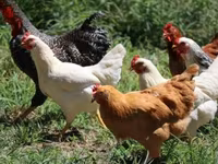 Chickens — zdjęcie 5