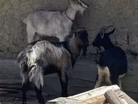 Cabro, Cabras — foto 2