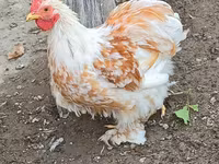 Pekinška bantam — fotografija 1