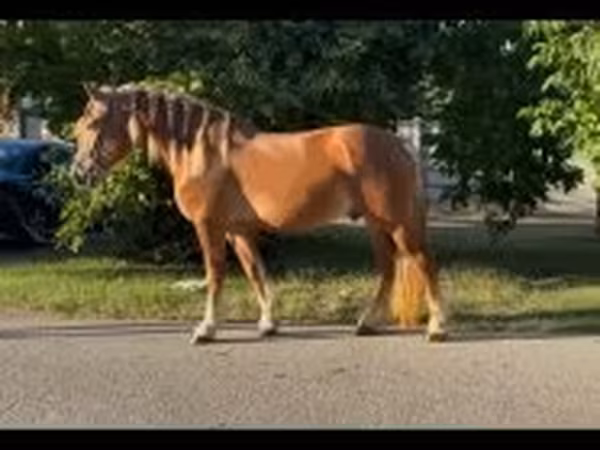 Hengst, Haflinger