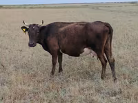 Krava, Ukrainian grey cattle — fotografija 4