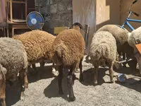 भेड़, भेड़ — फ़ोटो 4