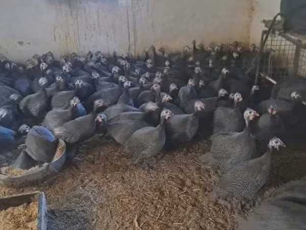 Guinea fowl