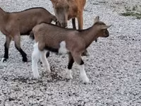 Ziegenbock, Ziegen — Foto 1