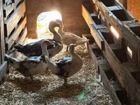 Ducks — foto 3