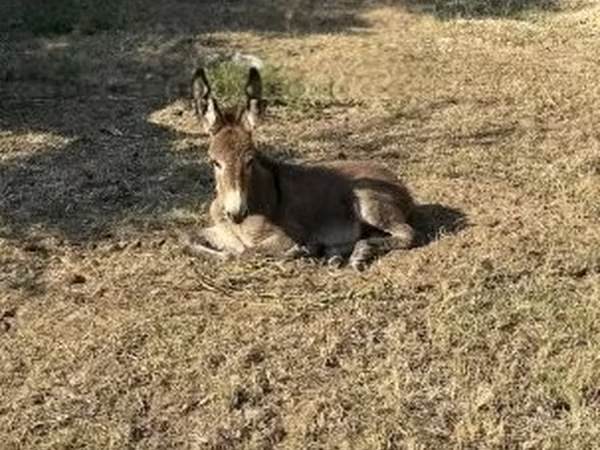 Koń, Konie — Węgry