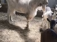 母山羊, Goats — 照片 3