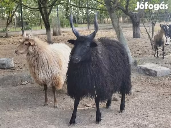 كبش, Racka sheep