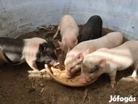 母猪, Вьетнамская вислобрюхая — 照片 2