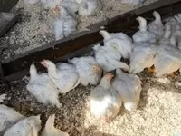 Chickens — zdjęcie 1
