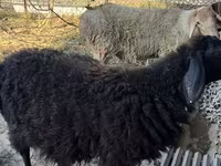 公羊, Hissar sheep — 照片 3