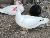 Ducks — Foto 5