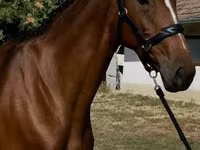 Kobyła, Hanoverian — zdjęcie 1