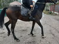 Koń, Thoroughbred horse — zdjęcie 4