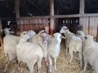 Schaf, Ile-de-France sheep — Foto 3