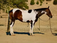 Pastuv, National Show Horse — fotografija 1