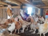 Chickens — Foto 1