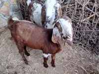 Goat, Beetal goats — photo 1