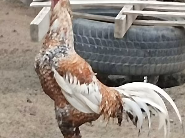 Češka zlatoprlasta kokoš