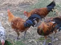 Chickens — zdjęcie 3