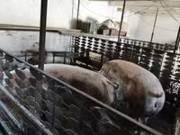 Locha, Świnie — zdjęcie 1